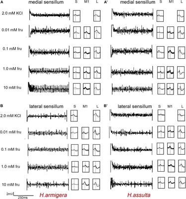 Plant Metabolites Drive Different Responses in Caterpillars of Two Closely Related Helicoverpa Species